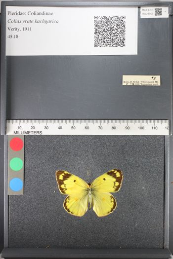 Media type: image;   Entomology 124752